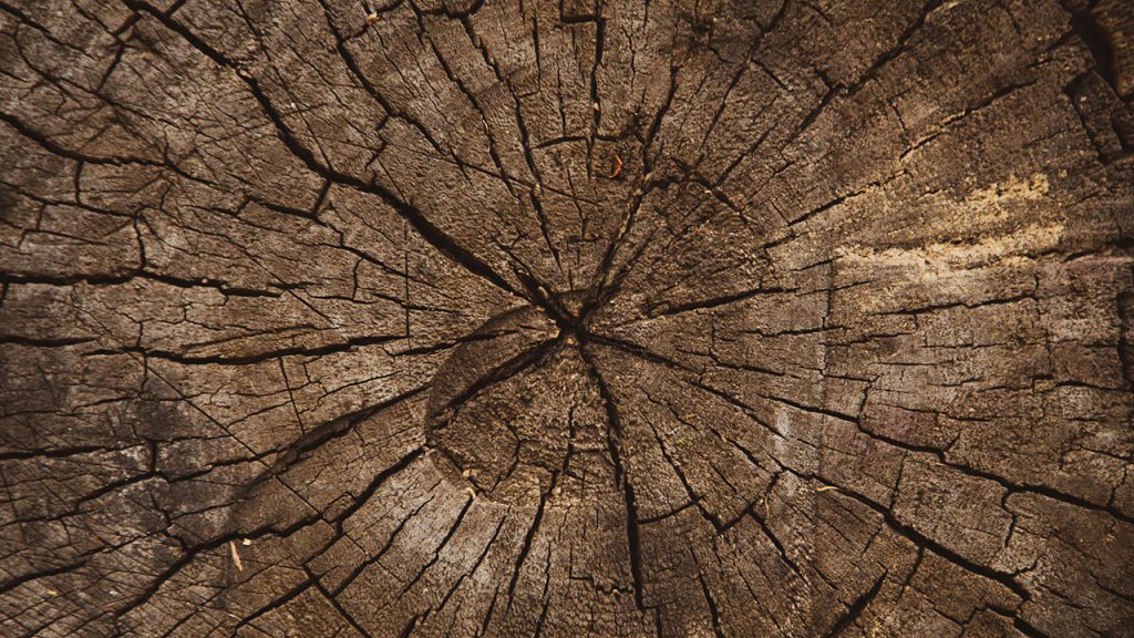 Dark, brown, cracked texture on the inside of a tree stump