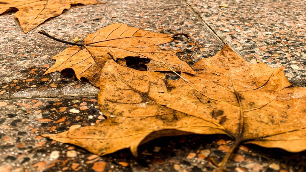 Orange maple leaves tarred with black soot